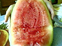 nc_watermelonvirgin_070627vmod.jpg