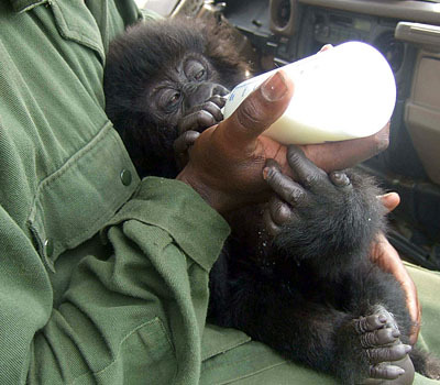 baby-gorilla.png