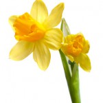 daffodil