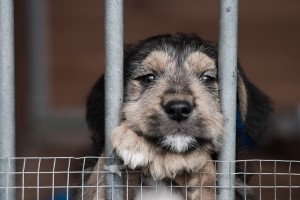 puppy_behind_bars