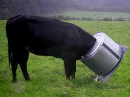 cow